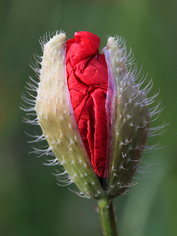 Mohn