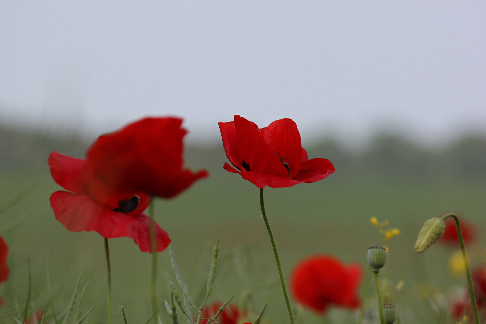 Mohn