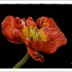 Mohn