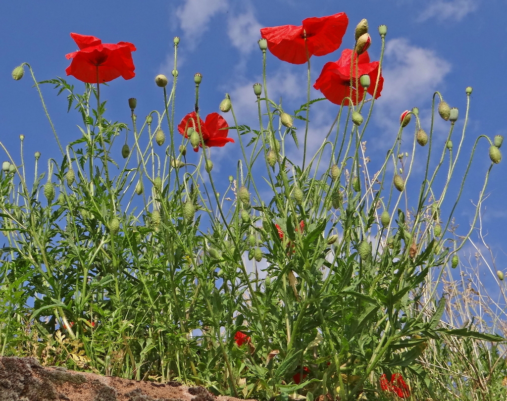 Mohn