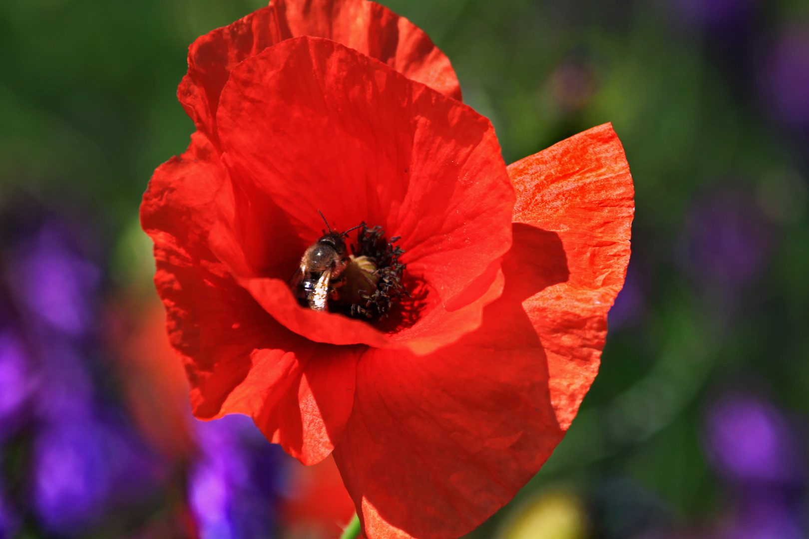 Mohn