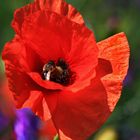 Mohn