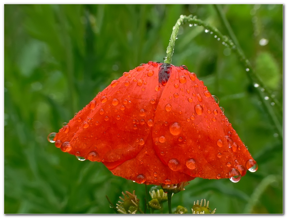 Mohn