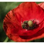 MOHN