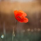 Mohn