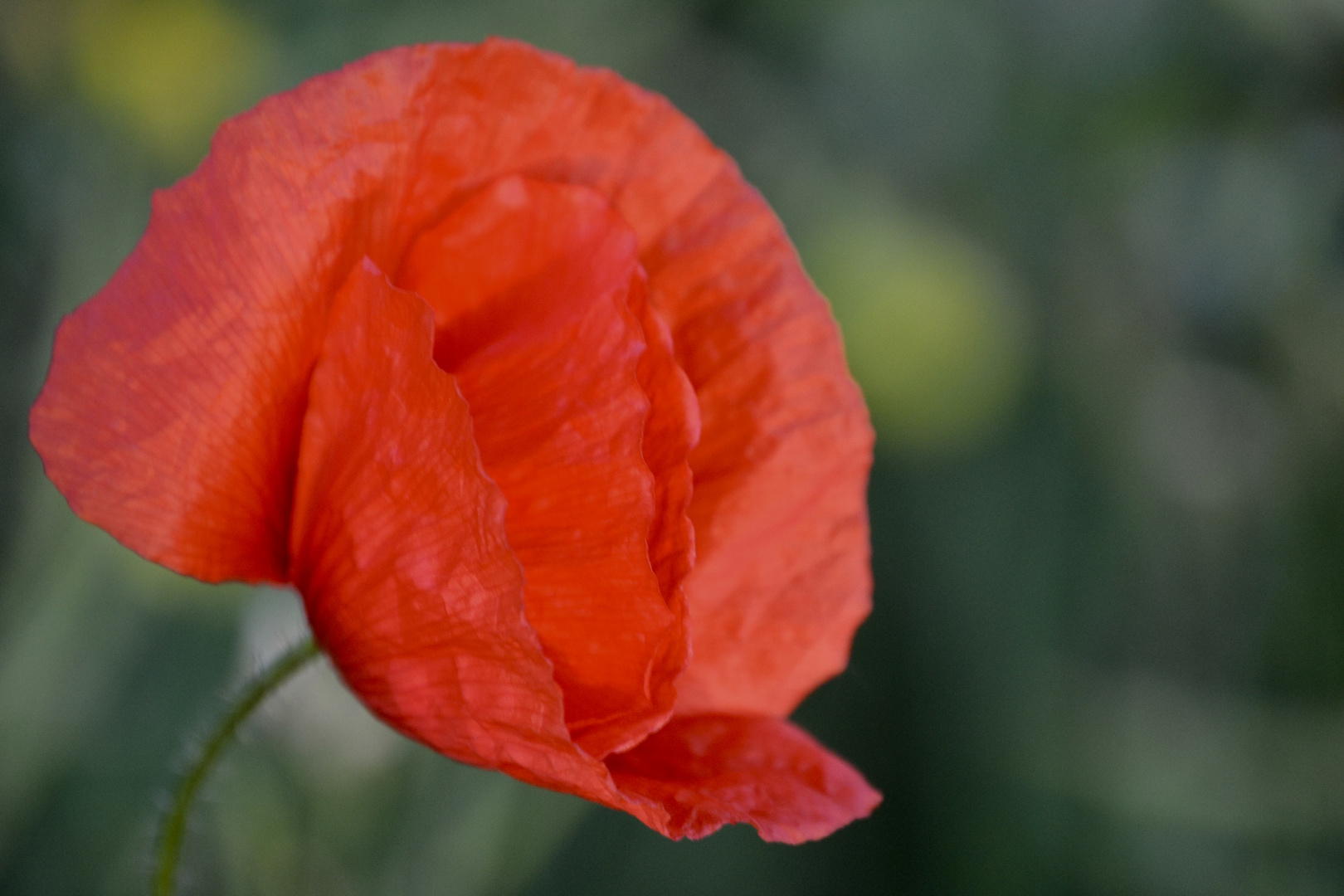 Mohn