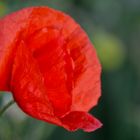 Mohn