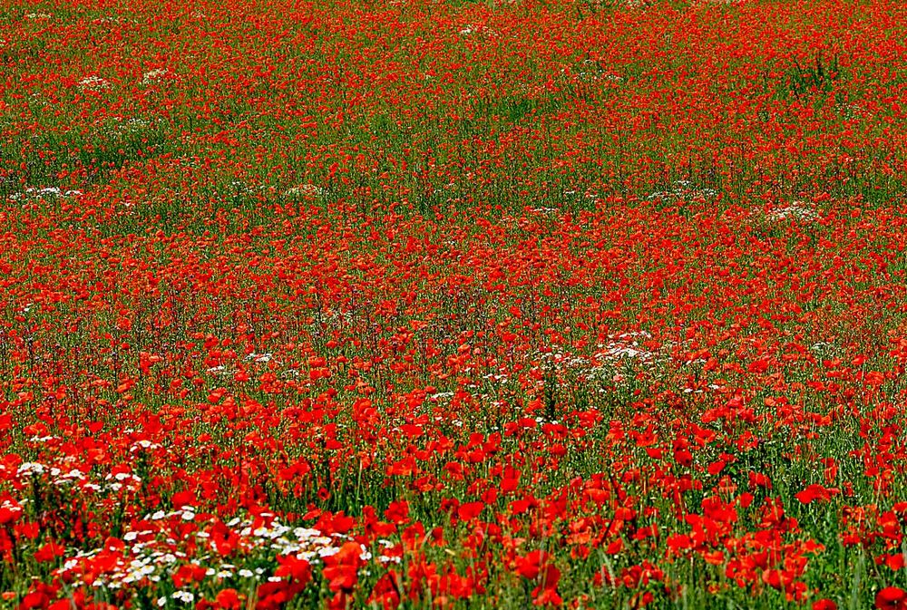 Mohn