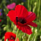 Mohn