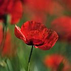 Mohn