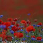 Mohn