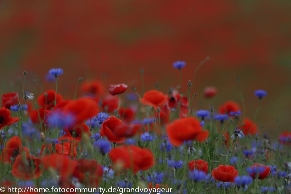 Mohn