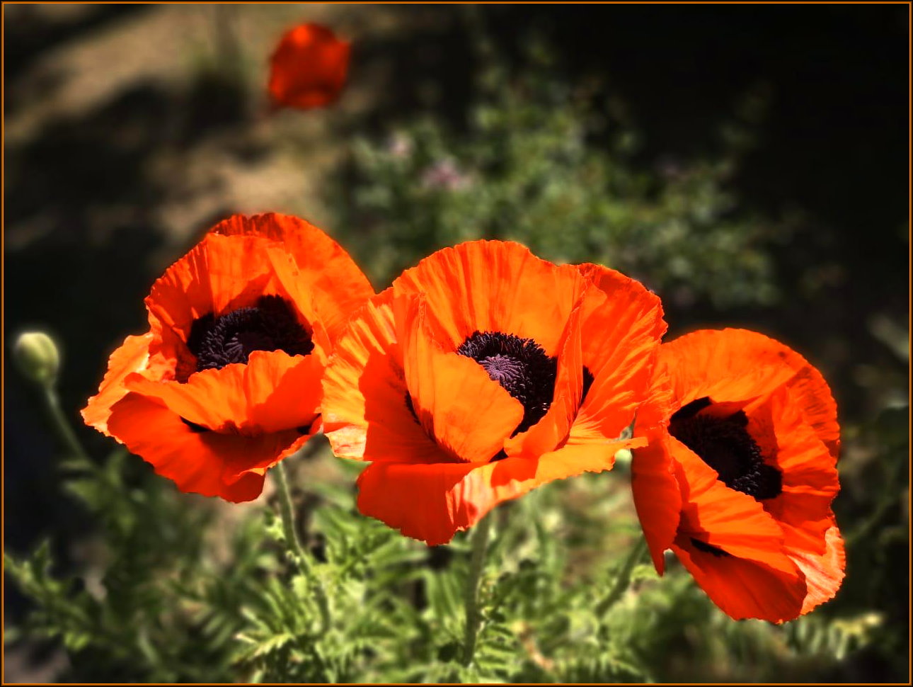 Mohn