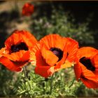 Mohn