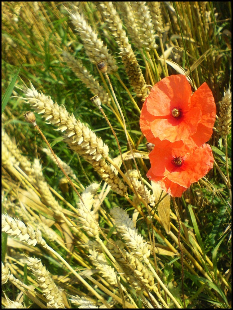 Mohn