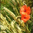 Mohn