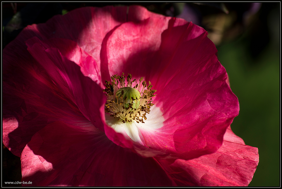 mohn