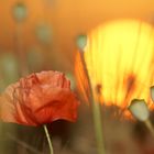 Mohn