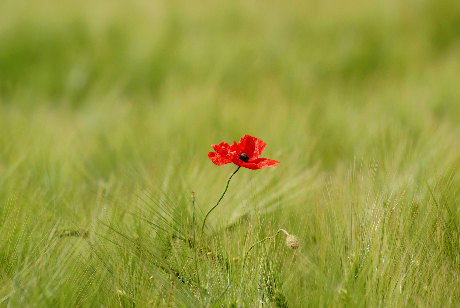 Mohn