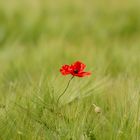 Mohn