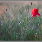 Mohn