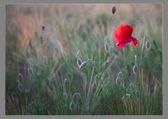 Mohn