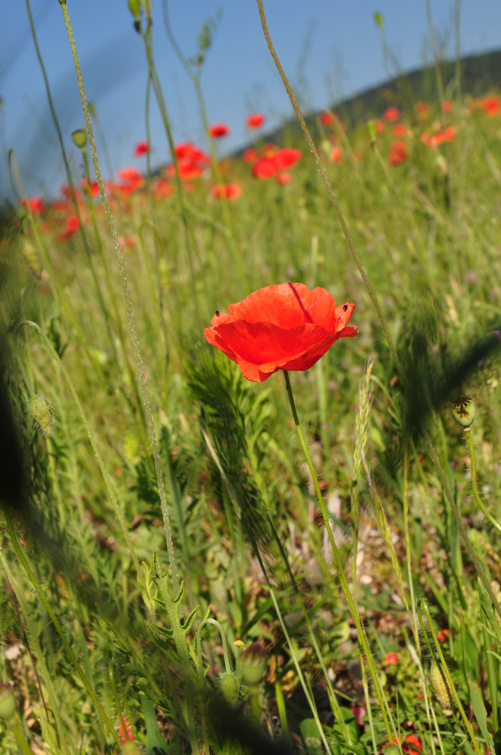 Mohn