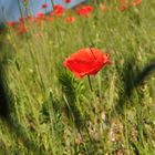 Mohn