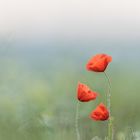 Mohn