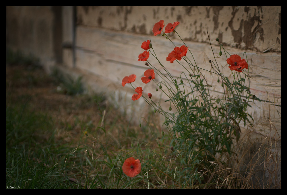 Mohn