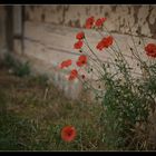 Mohn