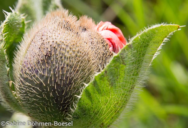 Mohn