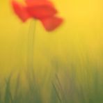 Mohn