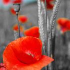 Mohn