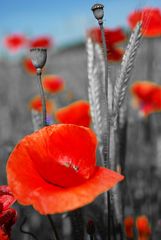 Mohn