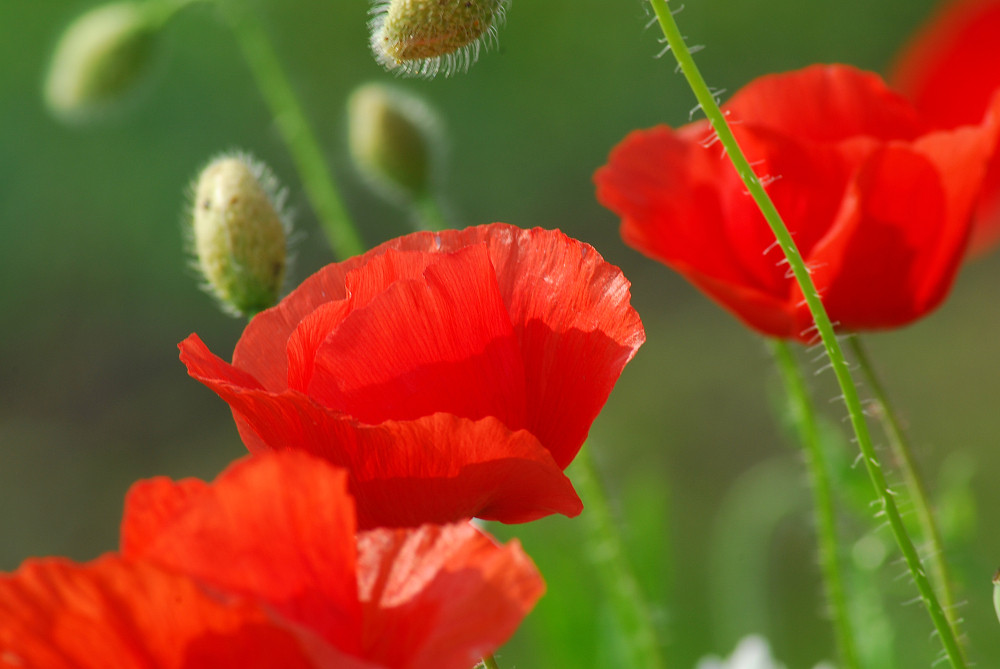 Mohn