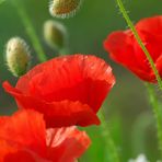 Mohn