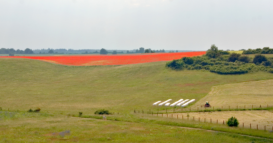 Mohn