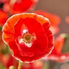 Mohn..