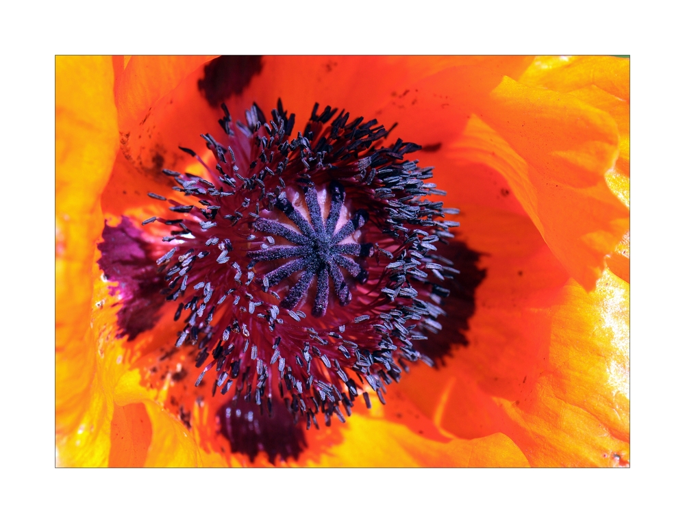 Mohn