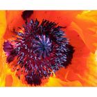 Mohn