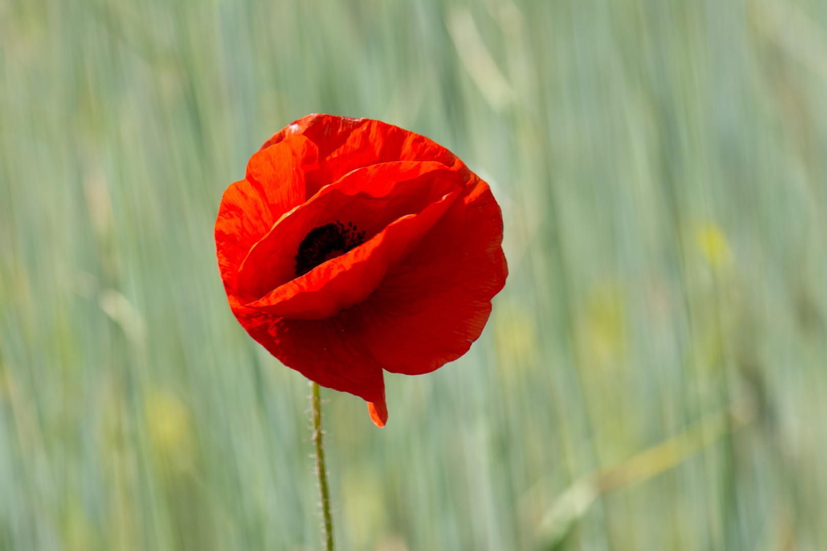 Mohn