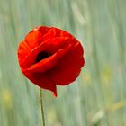 Mohn