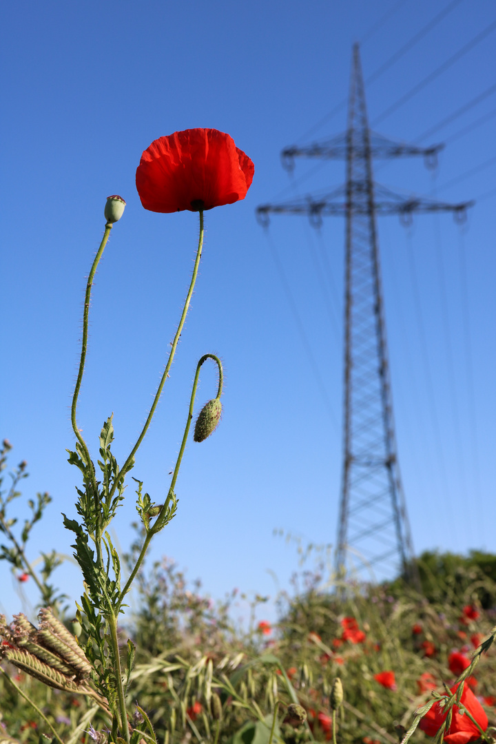 Mohn