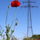 Mohn