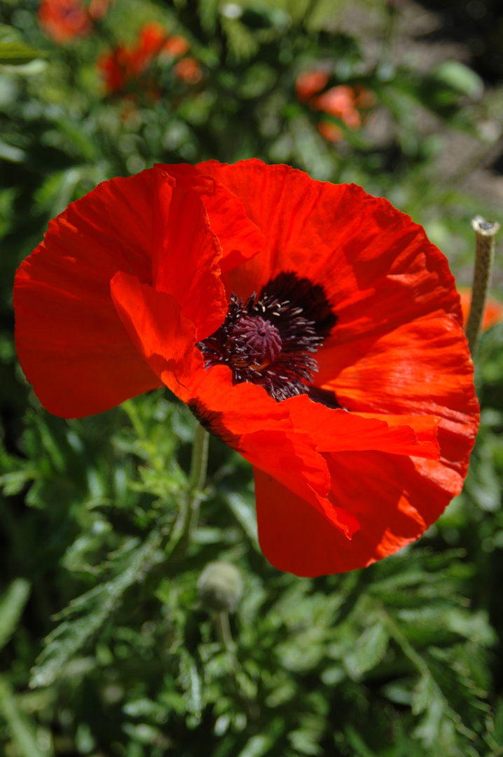 Mohn