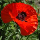 Mohn