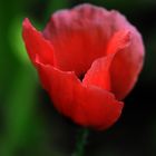 Mohn