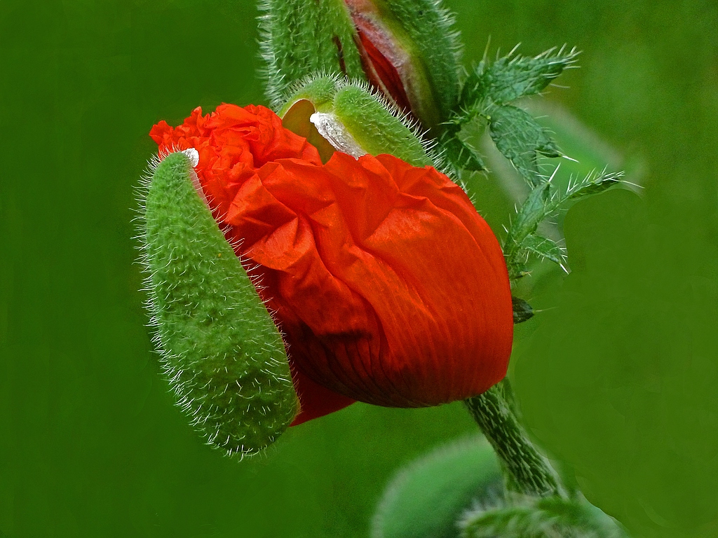 Mohn