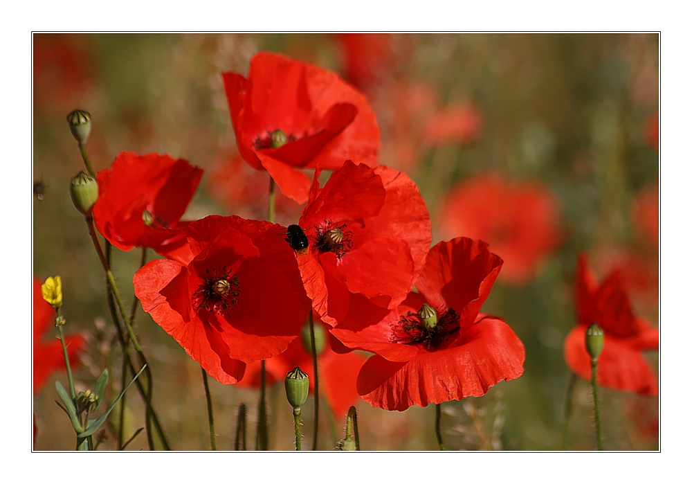 MOHN